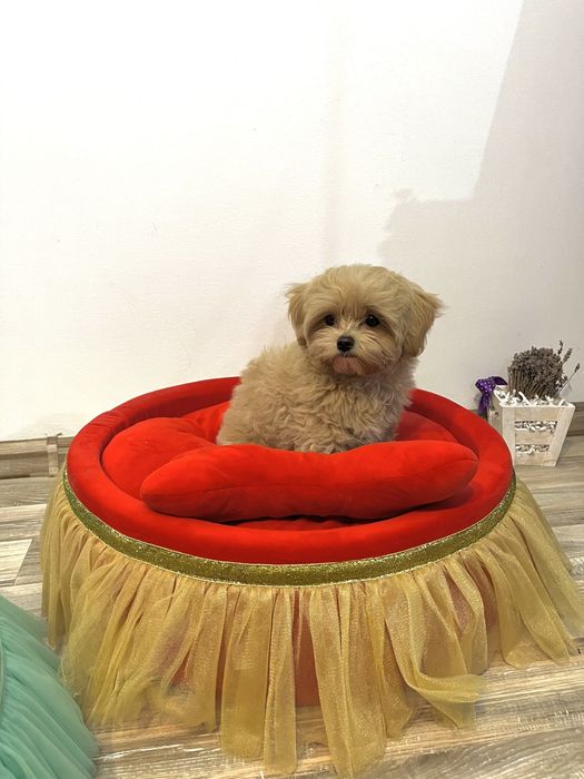 Fetiță Maltipoo – Bella, 3 luni