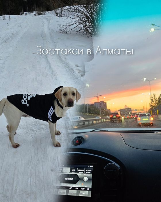 Зоотакси Алматы перевозка животных