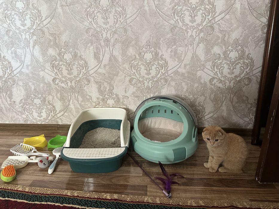 Scottish fold sotiladi 4 oyli