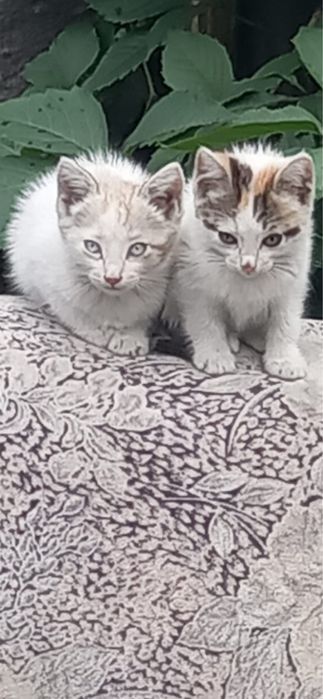Отдам котят в добрые руки