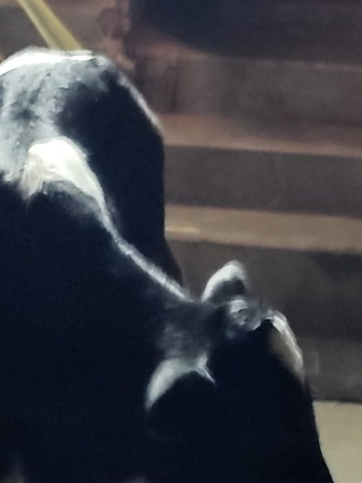 Vand un tauras belgian