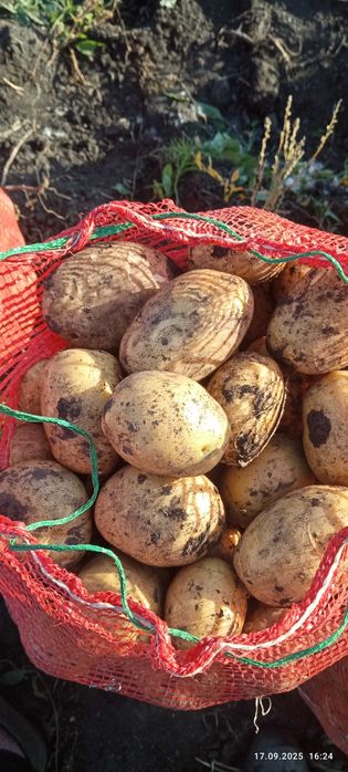 Продам картофель