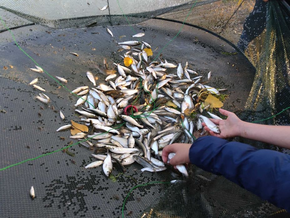 Puiet pește Amur și Fitofag