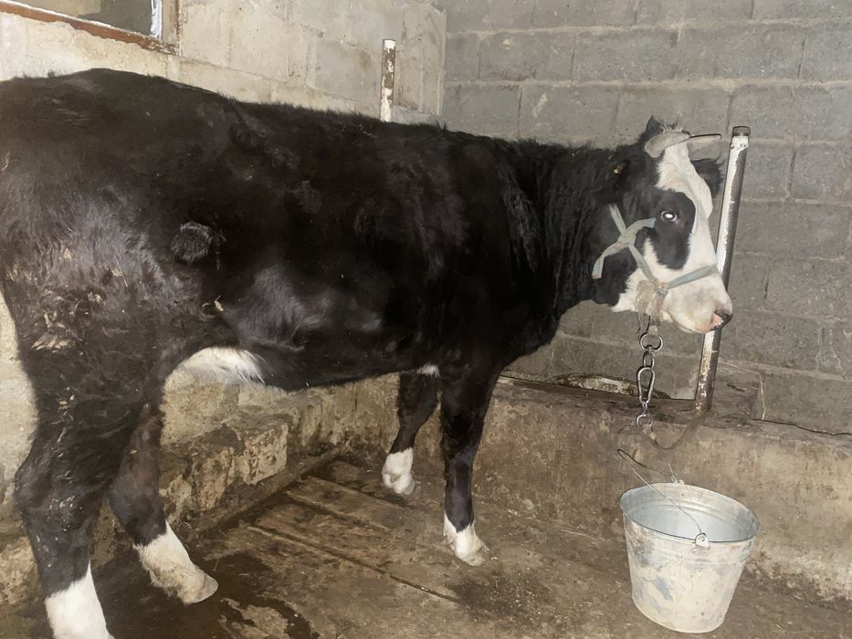 Тана  сатылады екі жасқа енді толады