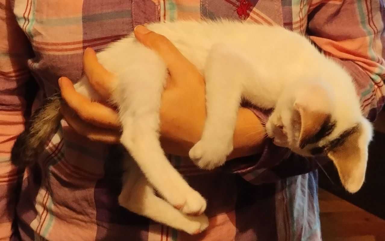 Подарявам коте, Варна