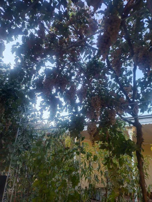 Toyfi Uzum sotiladi.