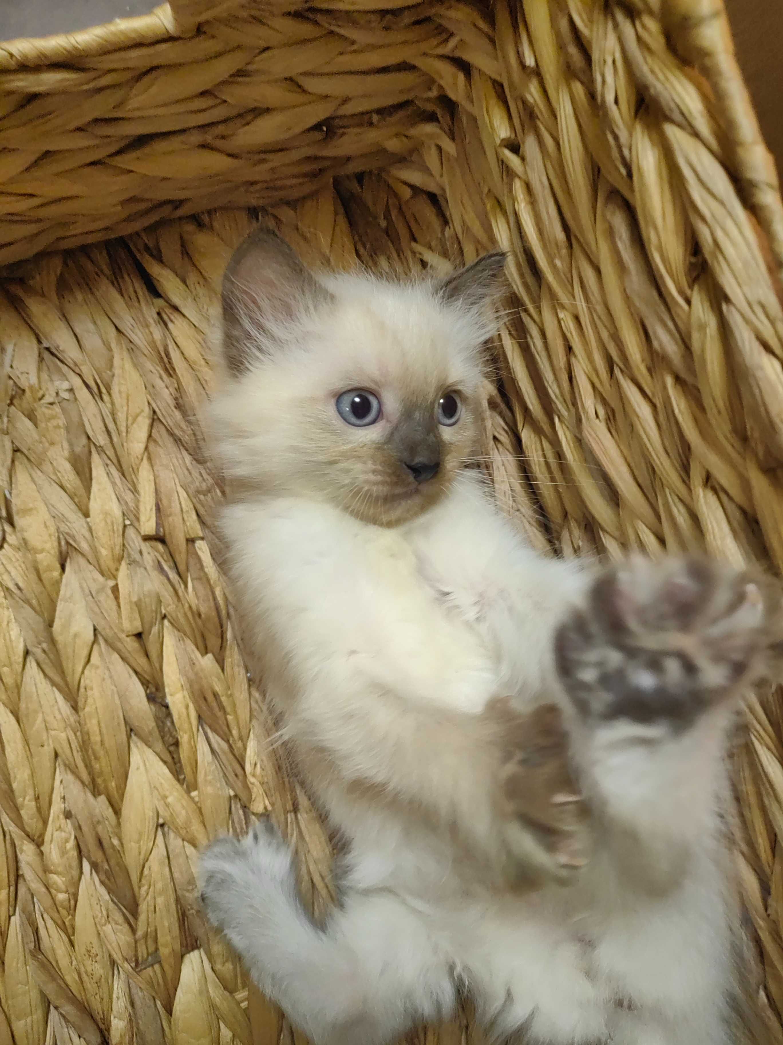 Чистокръвни котенца Ragdoll