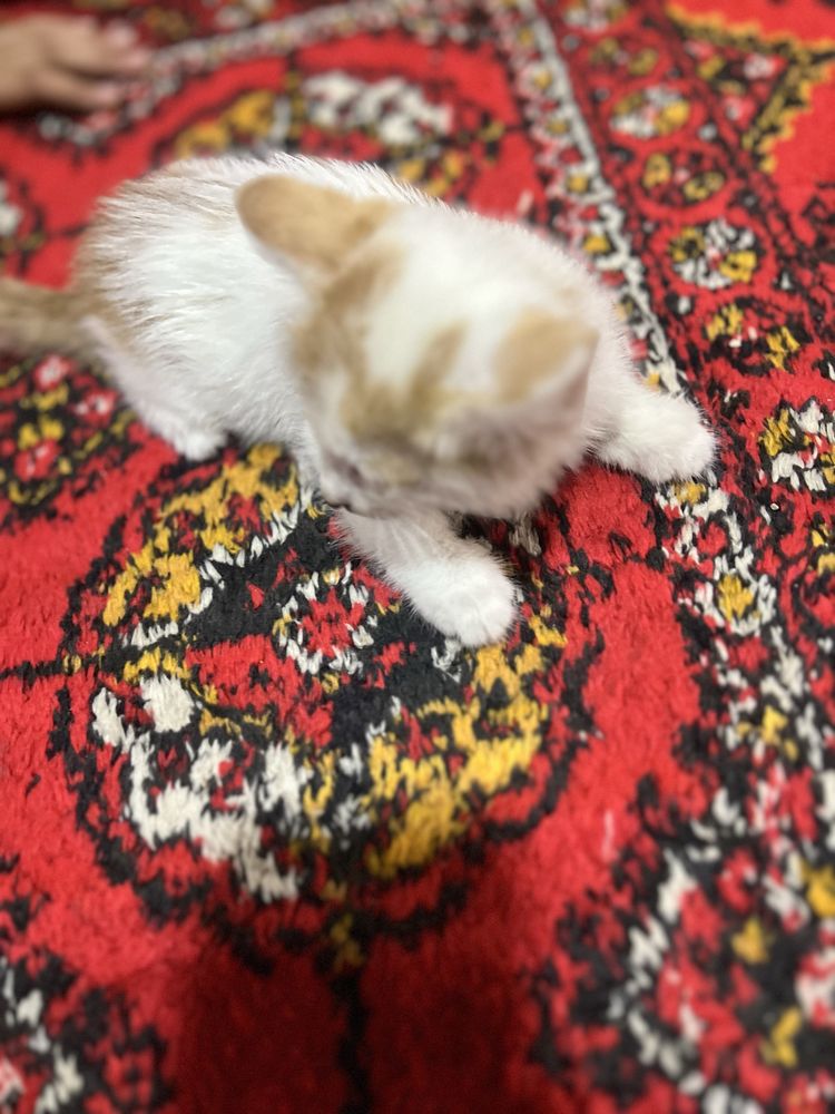 Mushuklar bepul beriladi