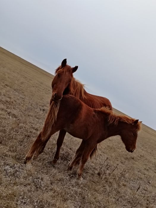 Продам лошадей..