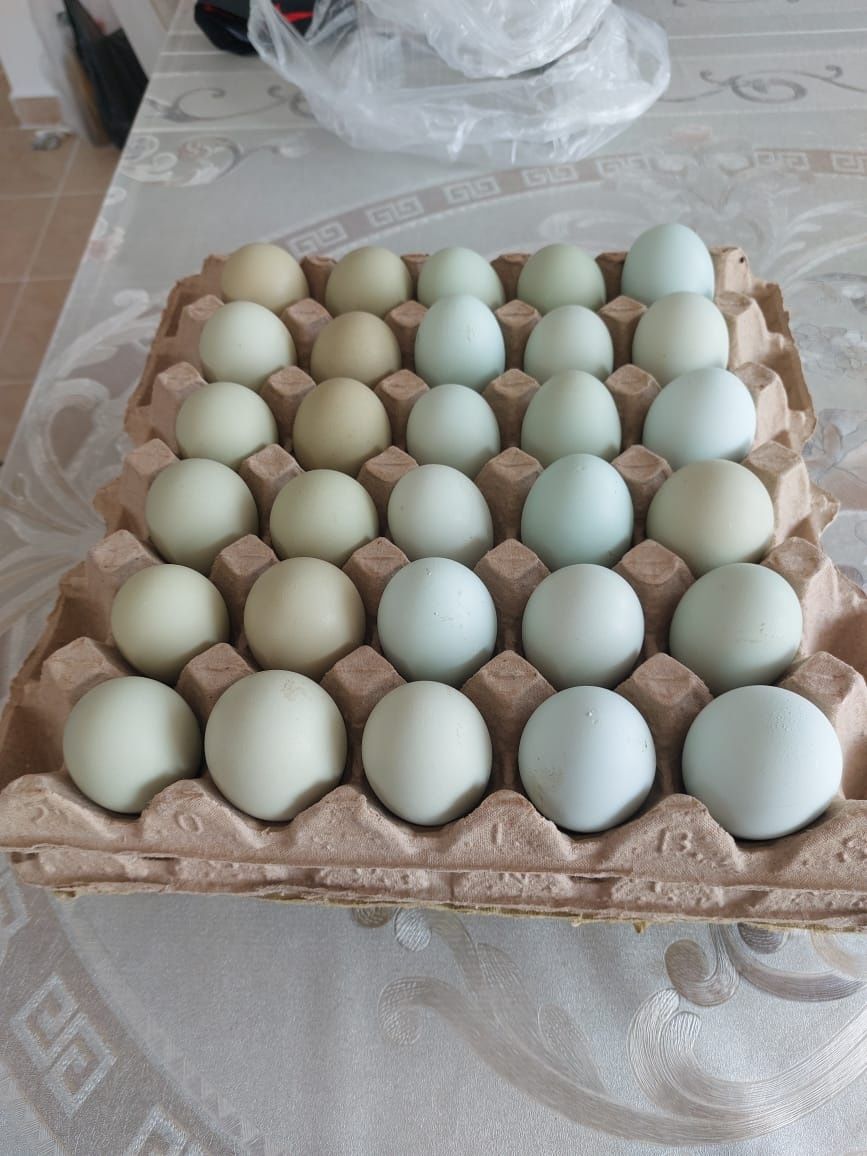 Яйцо куриное домашнее,на свободном выгуле