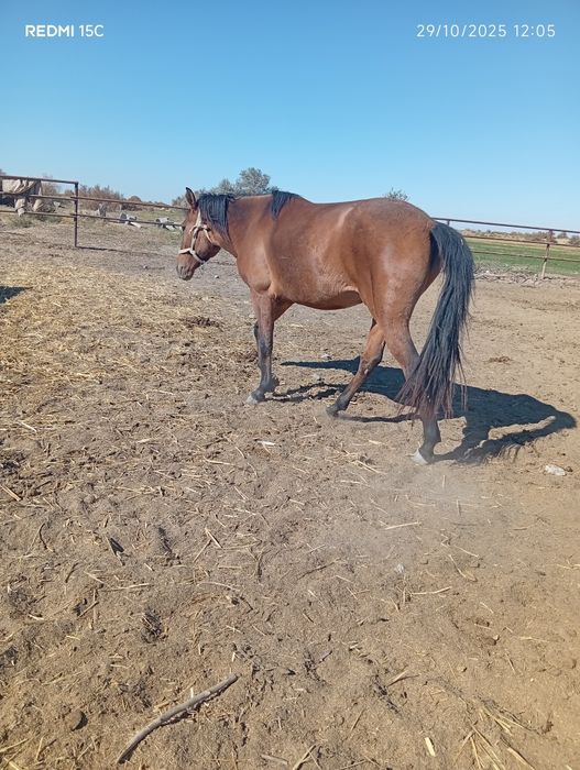 Ikalasiyam kata buğoz