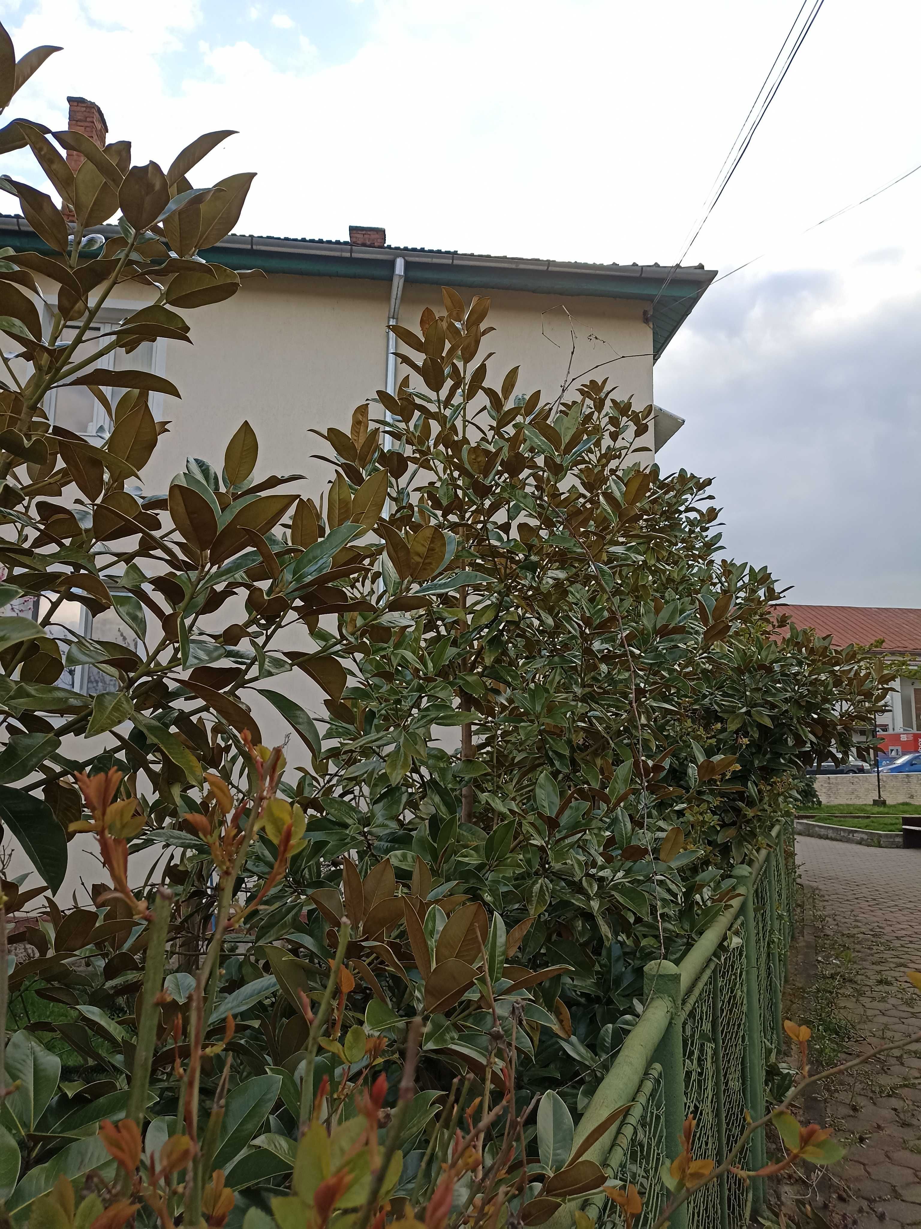 Magnolia gradiflora