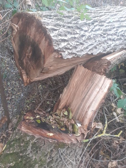 Vând lemn de nuc- trunchi de 6.9 metri.