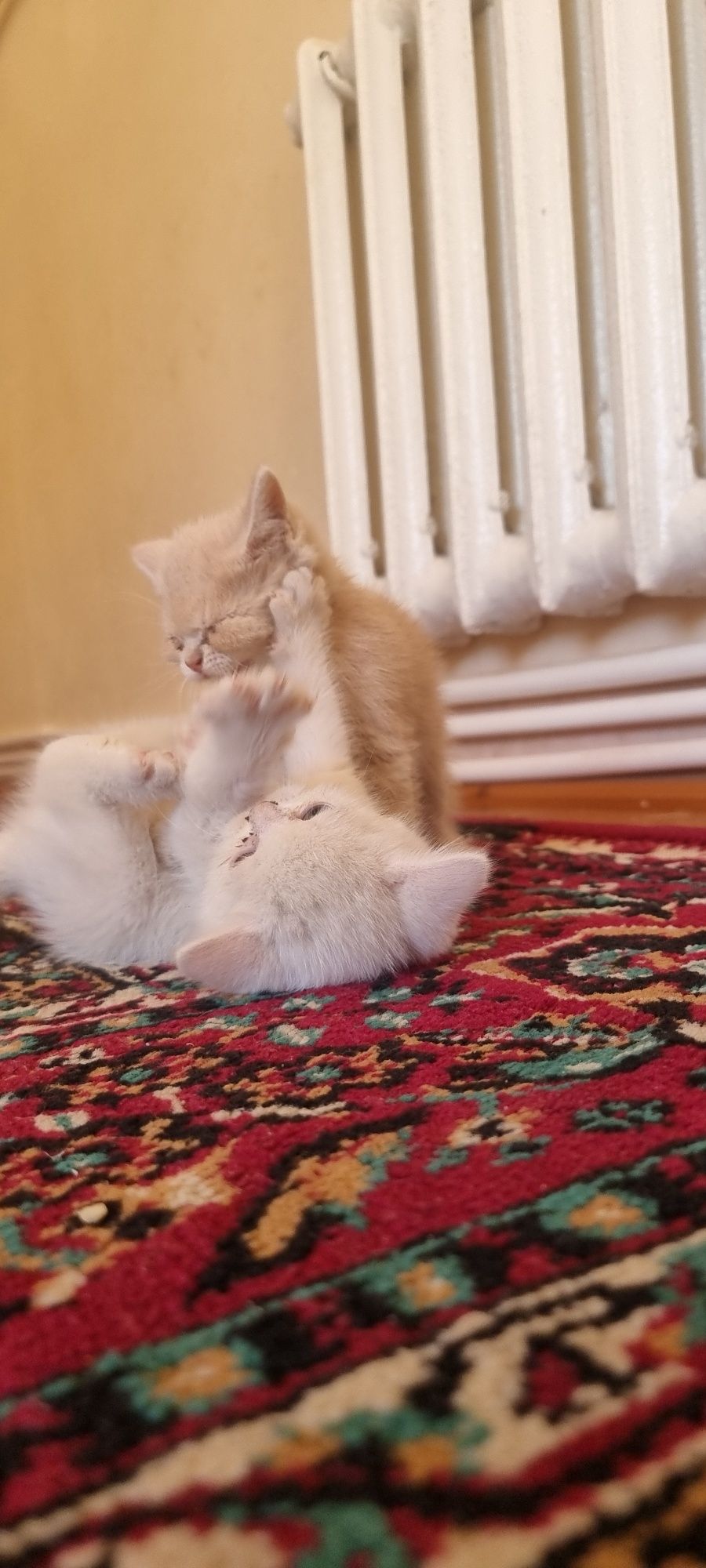 Котята продаются