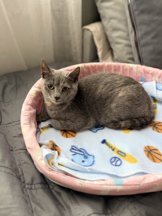 Нежно коте, кастрирано, безплатно