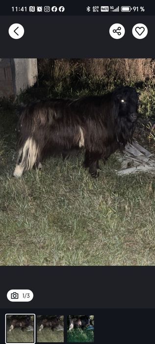 Țap în vârstă de 3 ani