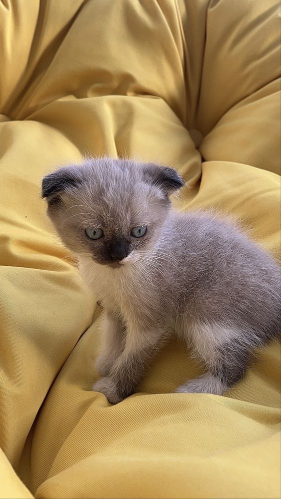 Продажа котят. Scottish fold.