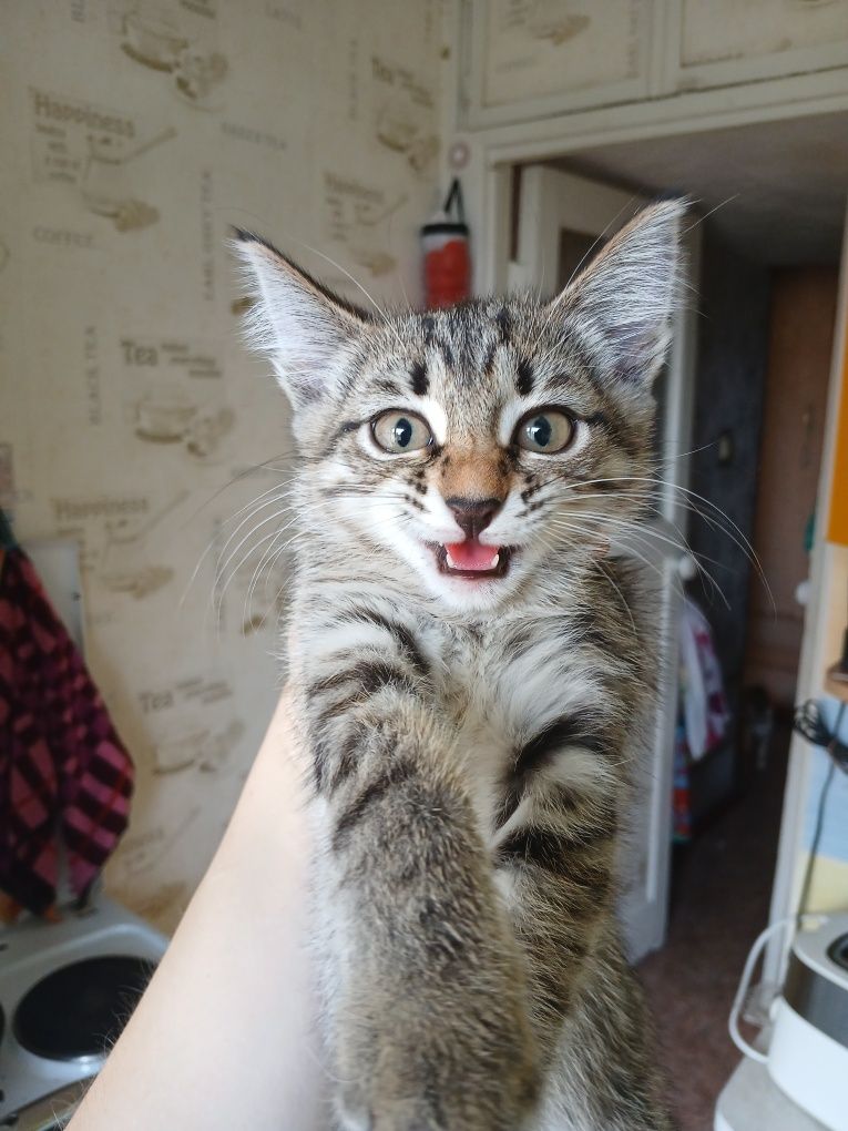 Котёнок девочка 2 месяца, на лоток уже приучена