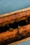Propolis  ( producator)