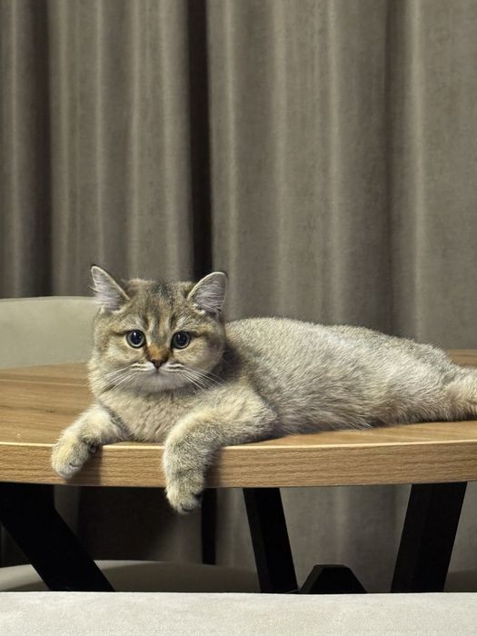 Toza qon Skotish strayt 4oylik