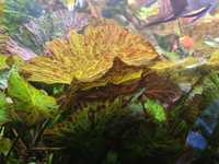 Нимфея зеленая тигровая аквариумное растение