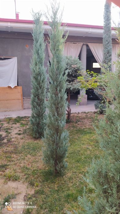 Archa arizonskiy kiparis