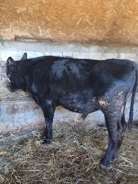 Vânt tăuraș de 8 luni