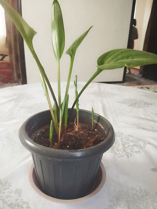 Цветы «Женское счатье»