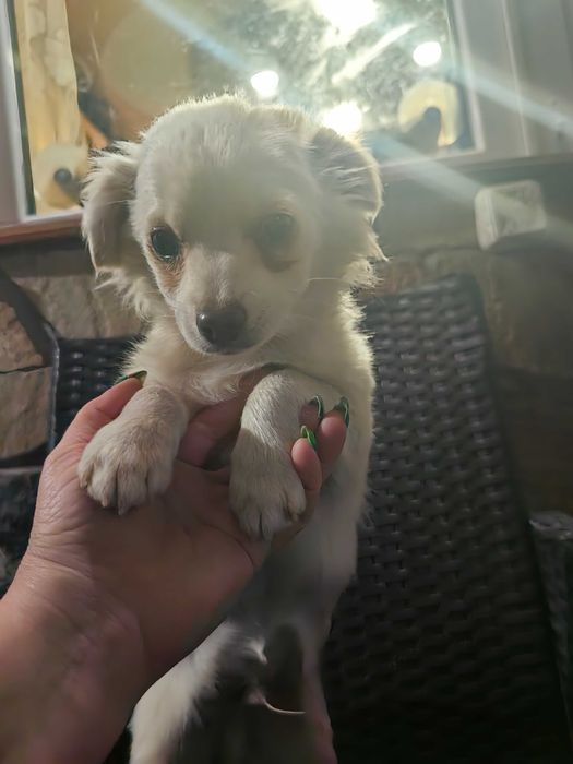 Кученце чихуахуа