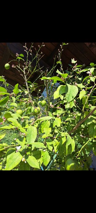 Lamai în vârstă de 9 ani