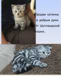Продам шотландского котенка. Мальчик.
