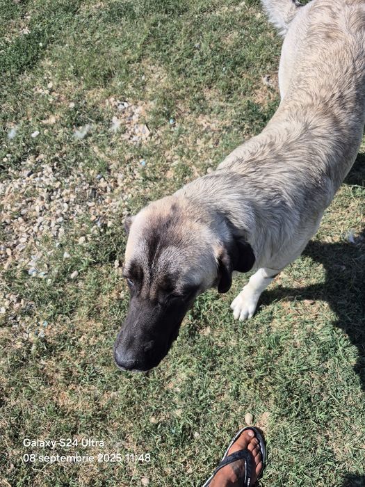 Catelusa 7 luni,vaccinata cipata!!