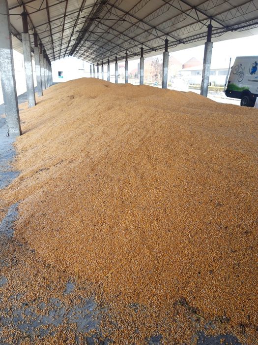 Porumb și Amestec de cereale producția 2024