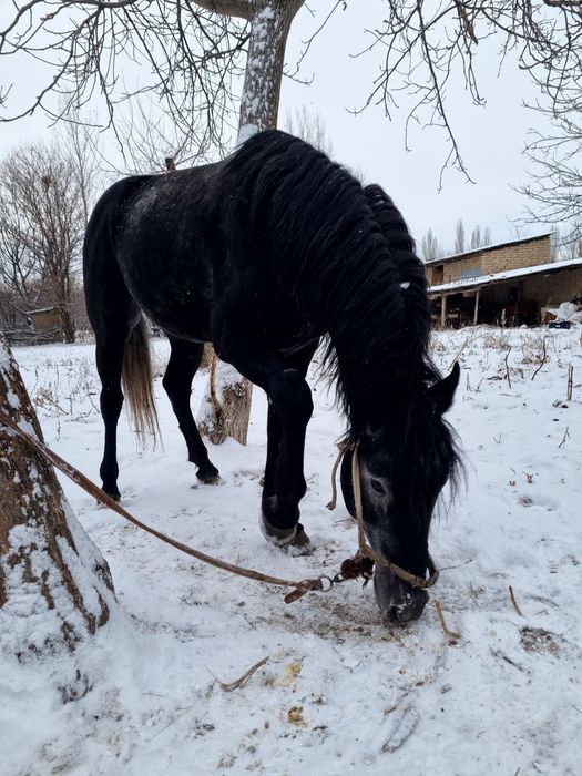 Ат, айғыр, жылқы, жеребец, конь, лошадь
