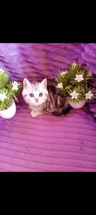 Продам шотладских клубных котят скотиш страйт с отличной родословной.