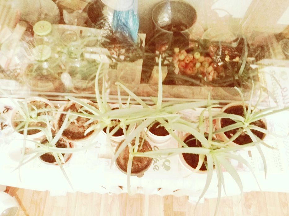 Продам алоэ многолетние