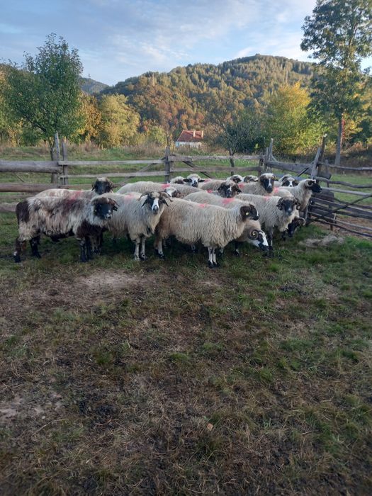 De vanzare oii pentru detali sunati