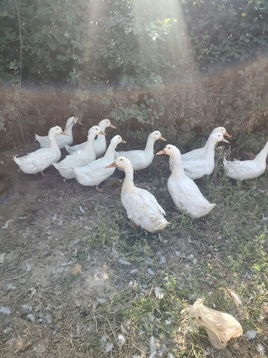 Vand rate gălăgioase
