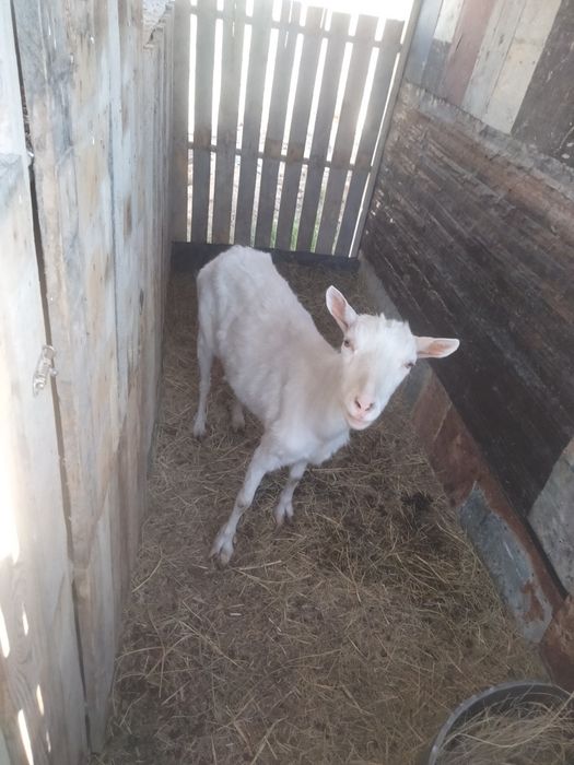 Сүтті занен ешкі  бірінші тума жалпы сүті 3 литр Казіргі суті 1 литр