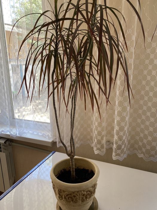 Комнатные растения  продам недорого….