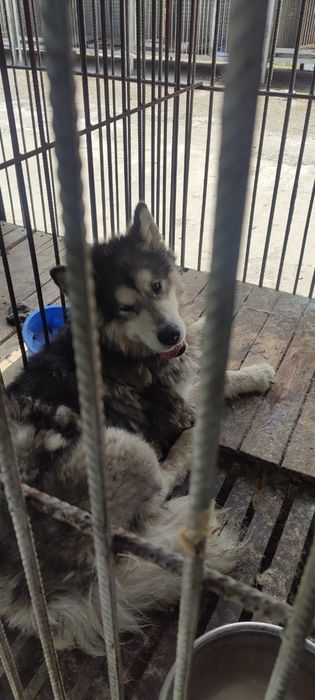 Алабаи,овчарки,хаски более 300 собак в отлове ПороДистые и двоРяниНы