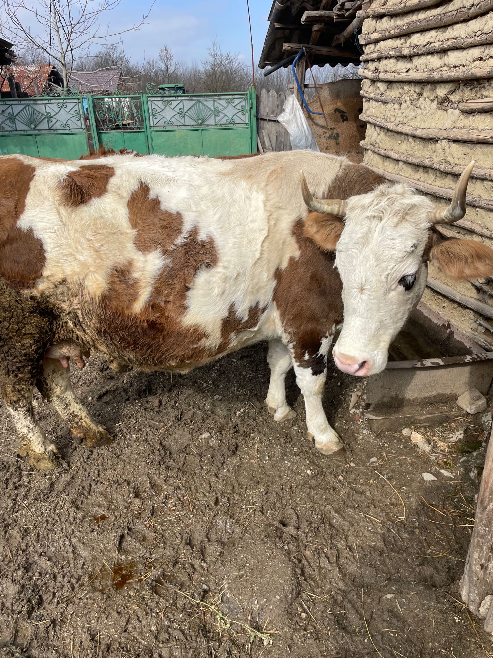 Vând vaca  bălțată românească