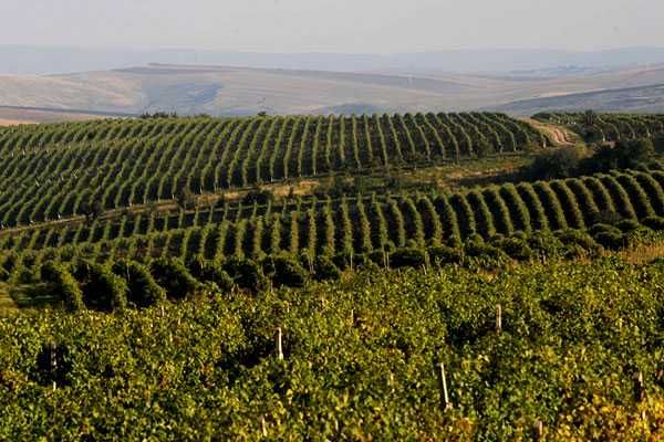 Struguri COTNARI de vin - Feteasca Grasa Francusa COTNARI