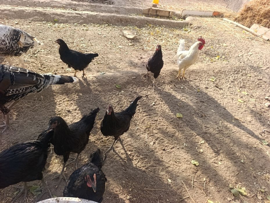 Tavuk qorazlar. Induklar sotiladi