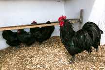 Cocosi Australorp Negru, varsta 5 luni.  Vaccinati