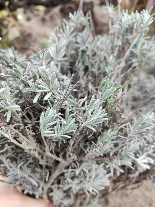 Lavanda butasi, perfecta pentru Curti sau cultura.Livrare RO