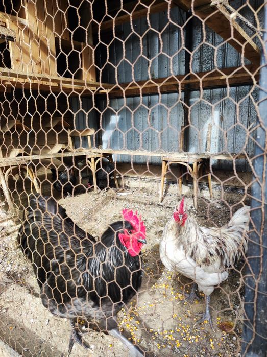 Vând cocoși Australorp și Marans
