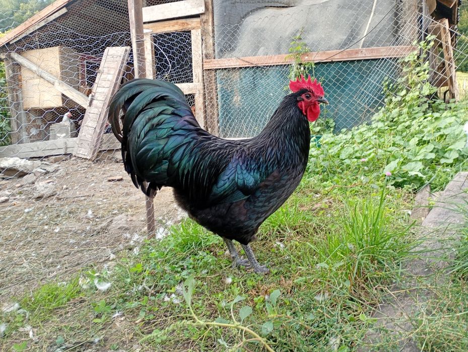 Disponibili din lipsa de spatiu