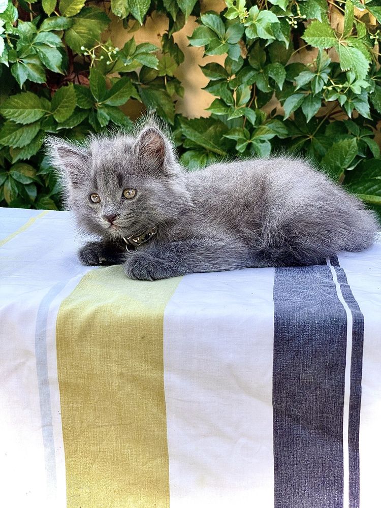 Mushuk (кот) sotiladi