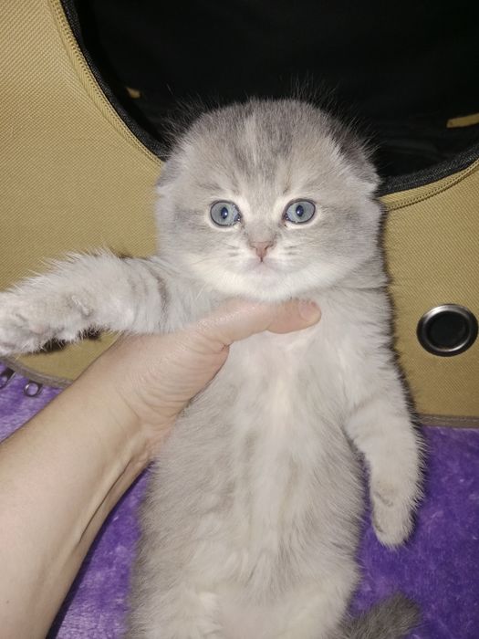 Роскошные котята  Скоттиш фолд золотые девочки и мальчики